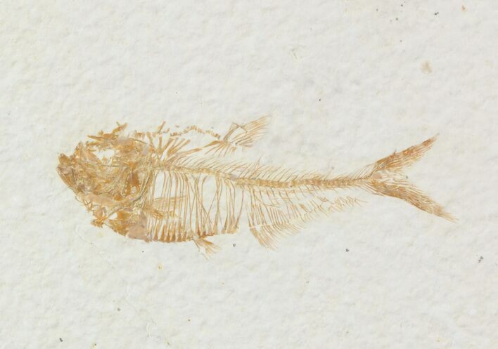 Diplomystus Fossil Fish - Wyoming #52722